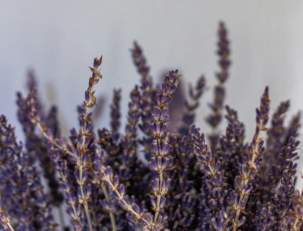 ein Stracu Lavenden in einer moody Stimmung fotografiert.